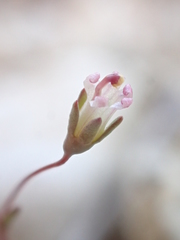 Nemacladus secundiflorus