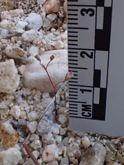 Nemacladus secundiflorus