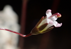 Nemacladus secundiflorus