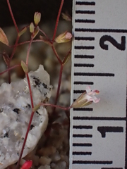 Nemacladus secundiflorus