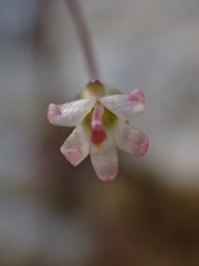 Nemacladus secundiflorus