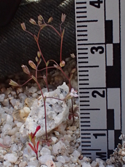 Nemacladus secundiflorus