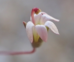 Nemacladus secundiflorus