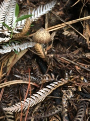 Pseudohydropus parafunebris