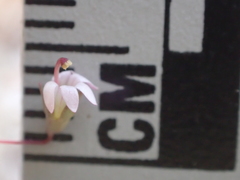 Nemacladus secundiflorus