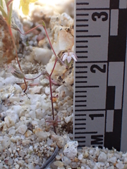 Nemacladus secundiflorus