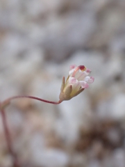 Nemacladus secundiflorus