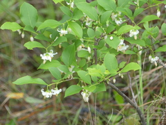 Styrax americanus