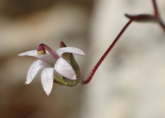 Nemacladus secundiflorus