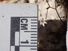 Nemacladus secundiflorus