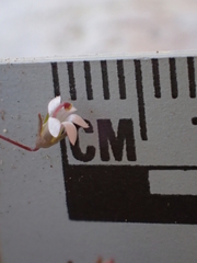 Nemacladus secundiflorus