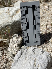 Nemacladus secundiflorus