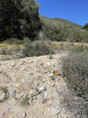 Nemacladus secundiflorus