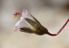 Nemacladus secundiflorus