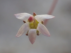 Nemacladus secundiflorus