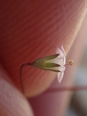 Nemacladus secundiflorus