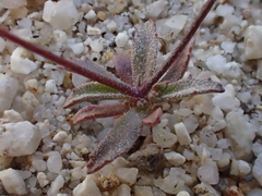 Nemacladus secundiflorus