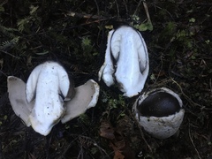 Amanita pekeoides
