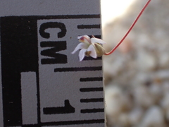 Nemacladus secundiflorus