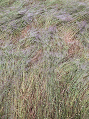 Aegilops triuncialis