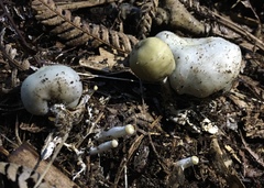 Psilocybe weraroa