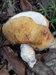 Xanthoconium stramineum