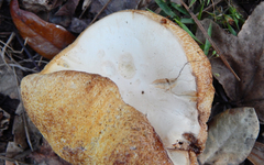 Xanthoconium stramineum