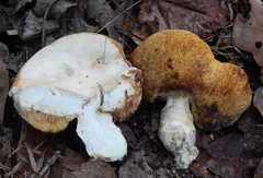 Xanthoconium stramineum