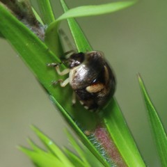 Aspideurus flavescens