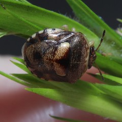 Aspideurus flavescens