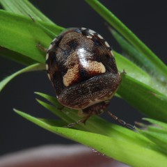 Aspideurus flavescens