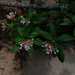 Rauvolfia serpentina