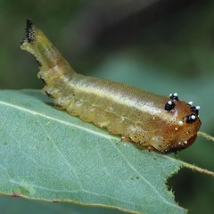 Lophyrotoma interrupta