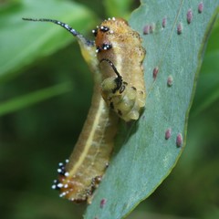 Lophyrotoma interrupta