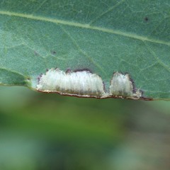 Lophyrotoma interrupta