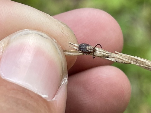 iNaturalist observation photo of Pacific Coast Tick