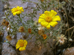 Heterotheca marginata