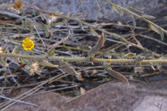 Heterotheca marginata