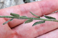 Heterotheca marginata