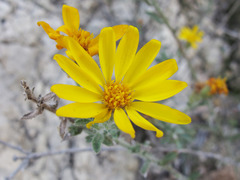 Heterotheca marginata