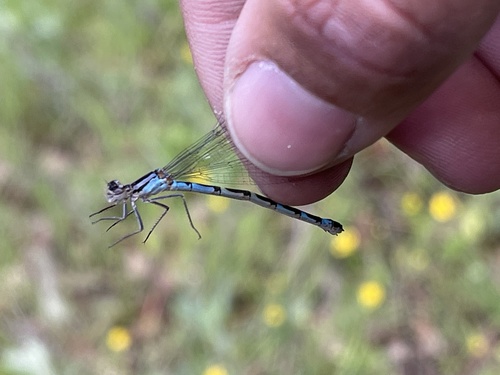 iNaturalist observation photo of Bluets