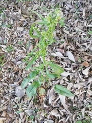 Rumex