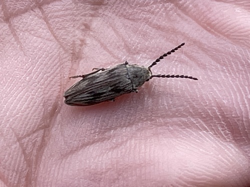 iNaturalist observation photo of Davidson's Beetle