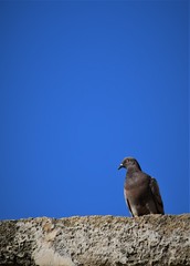 Columba livia domestica