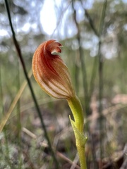 Pterostylis vescula