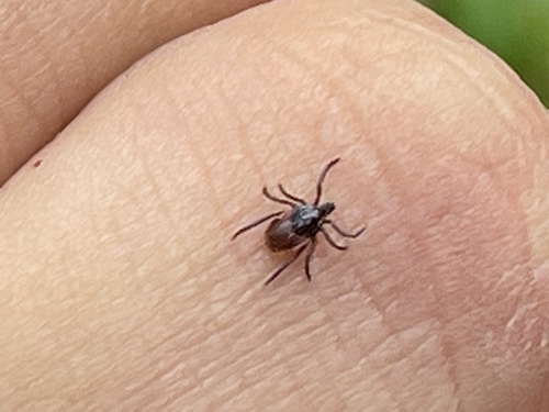 iNaturalist observation photo of Western Black-legged Tick