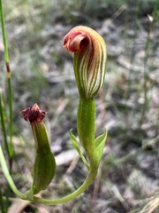 Pterostylis vescula