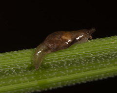 Cystopelta bicolor