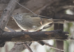 Acanthiza pusilla diemenensis