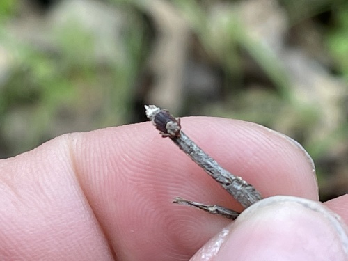 iNaturalist observation photo of Pacific Coast Tick